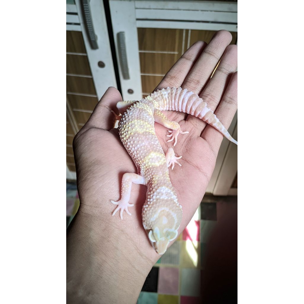 Action Figure Leopard Gecko, mainan leopard gecko