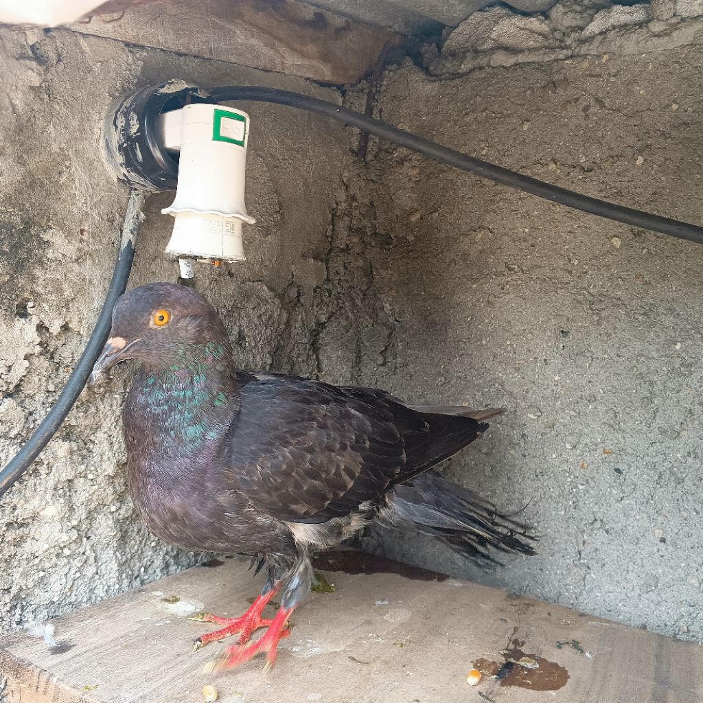 Burung dara coklat pupur panjang besar jumbo giring keras turun gabruk