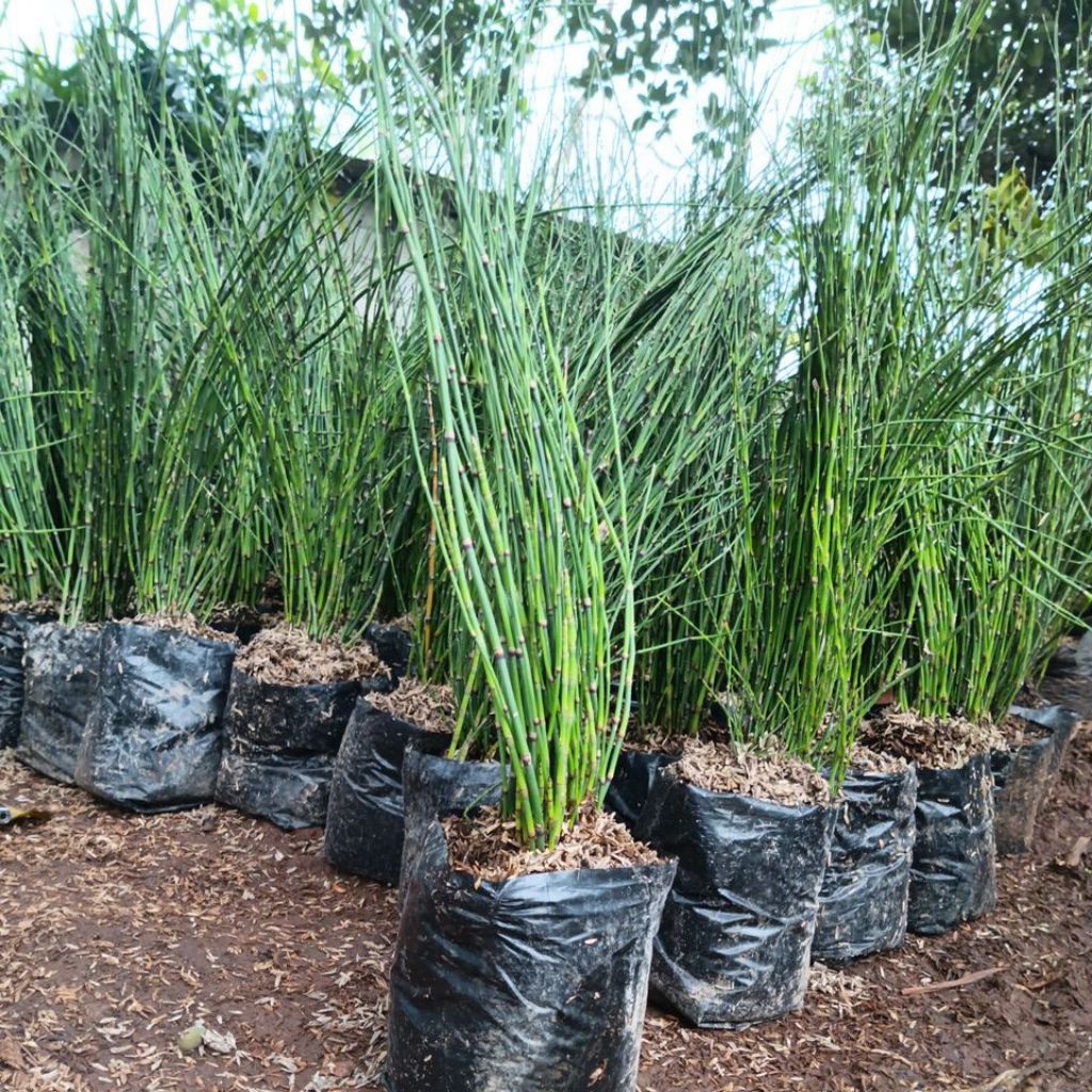 Tanaman Hias Bambu Air Tamanan Indoor Bambu Air Cocok Untuk Taman Aquascape