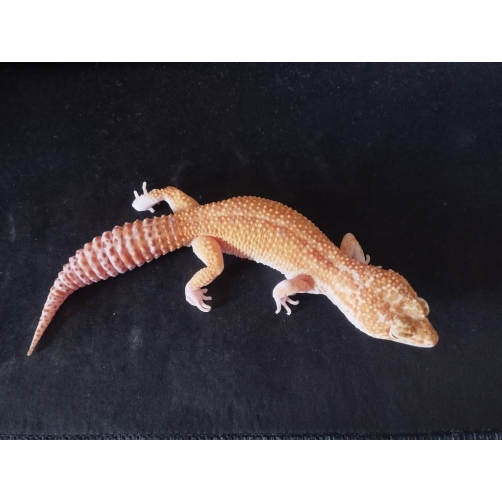 LEOPARD GECKO MAINAN WY MS RAPTOR PH BLIZARD MALE DEWASA FREE KECOA TURKISH