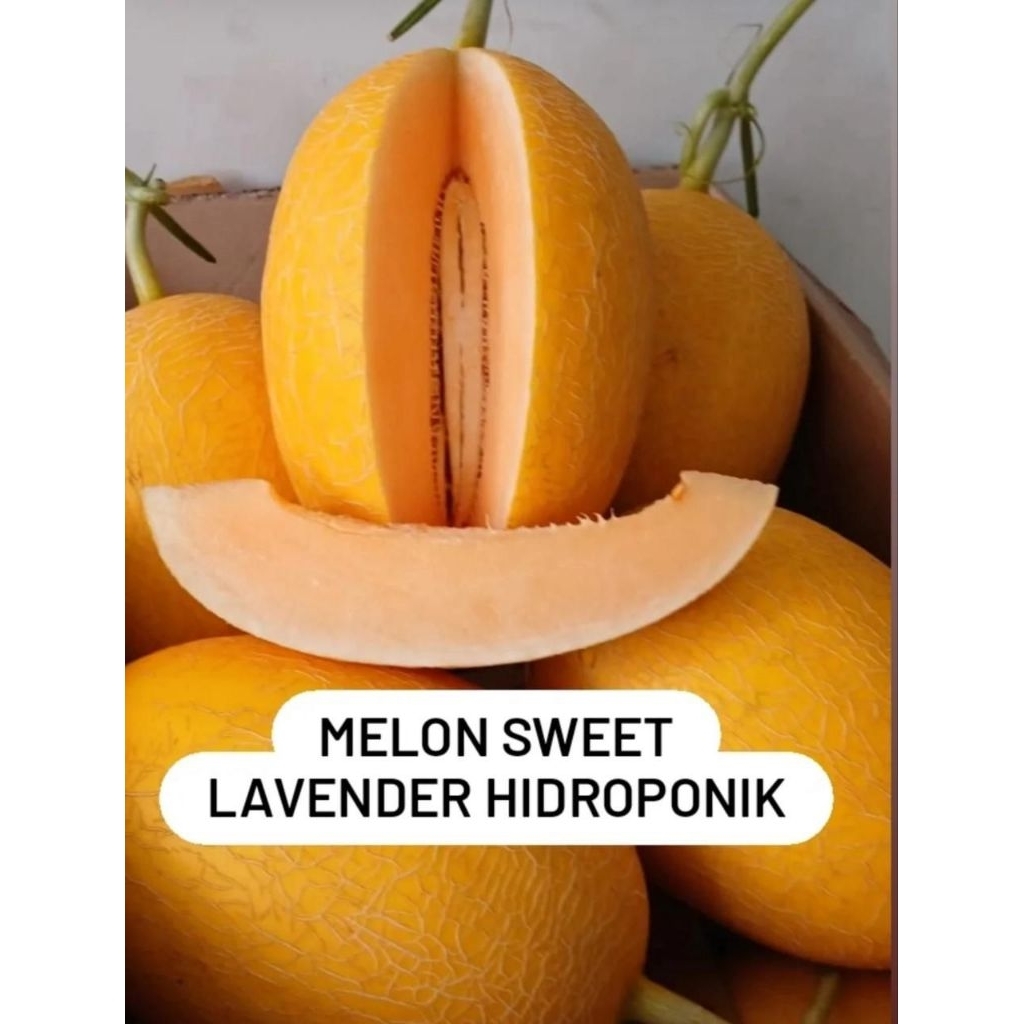 Melon sweet lavender hydroponik