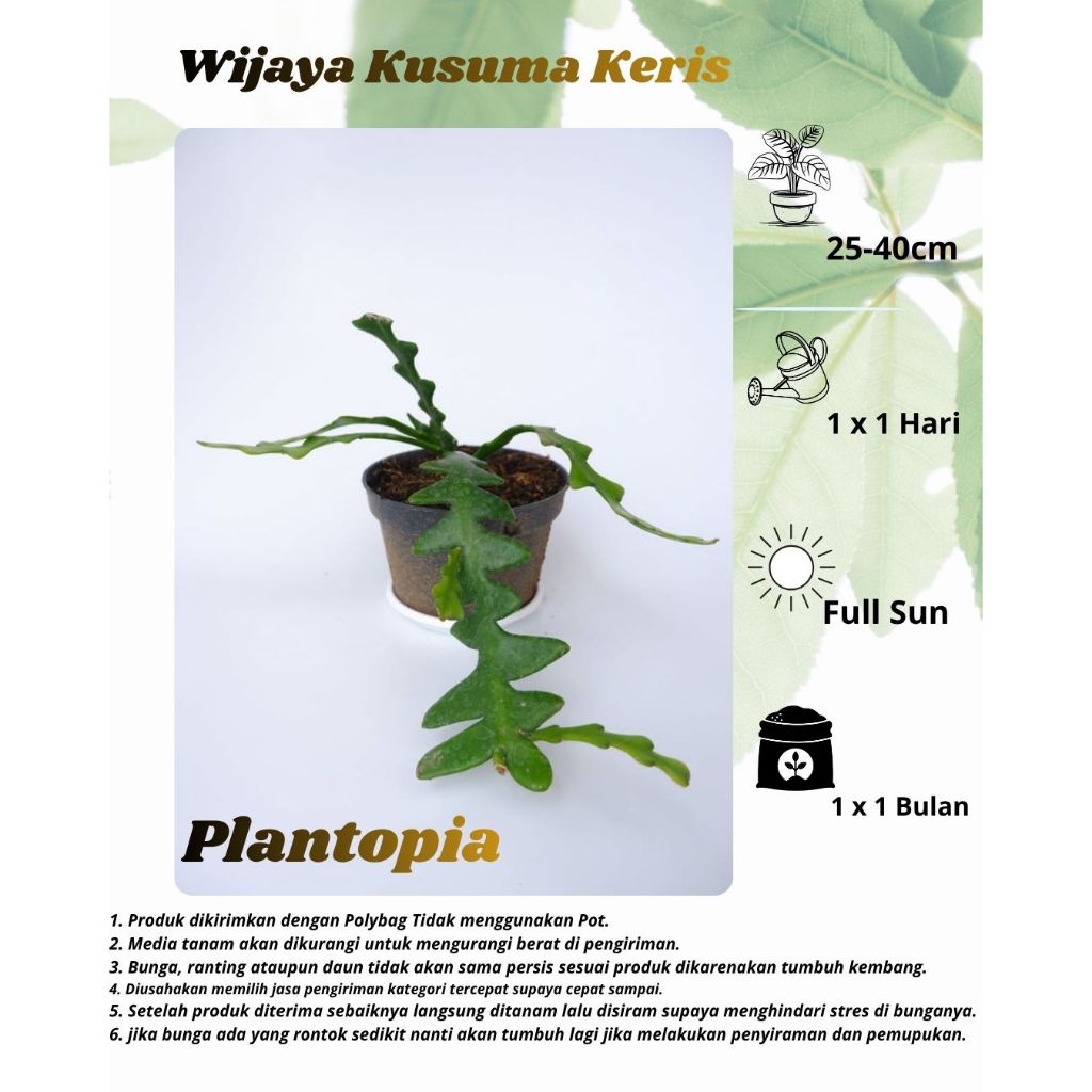 Wijaya Kusuma Keris - Bibit Tanaman Hias Bunga Wijaya Kusuma Keris