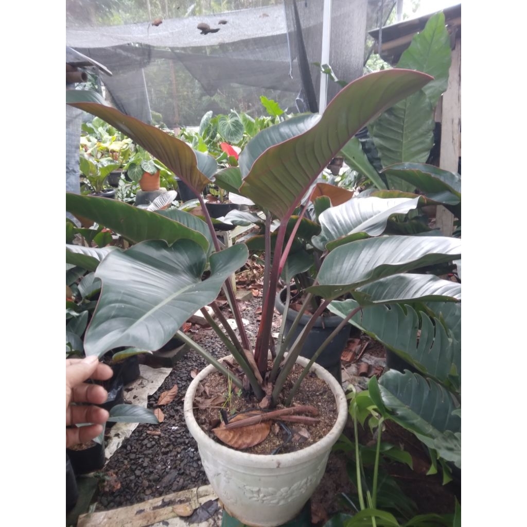 tanaman indoor philodendron rojo congo
