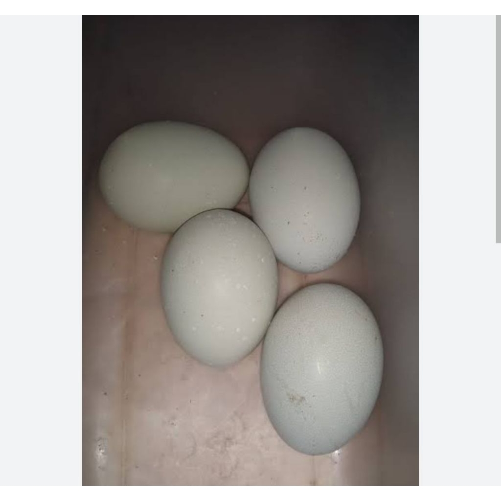 TELUR AYAM MANGON FERTIL