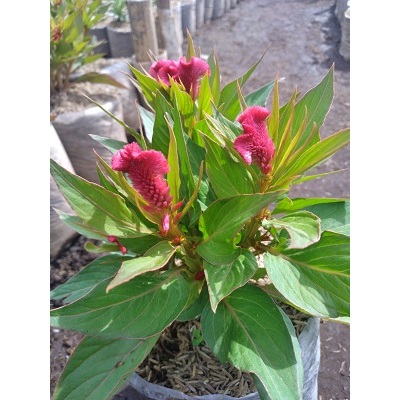 Jengger Ayam / Celosia cristata