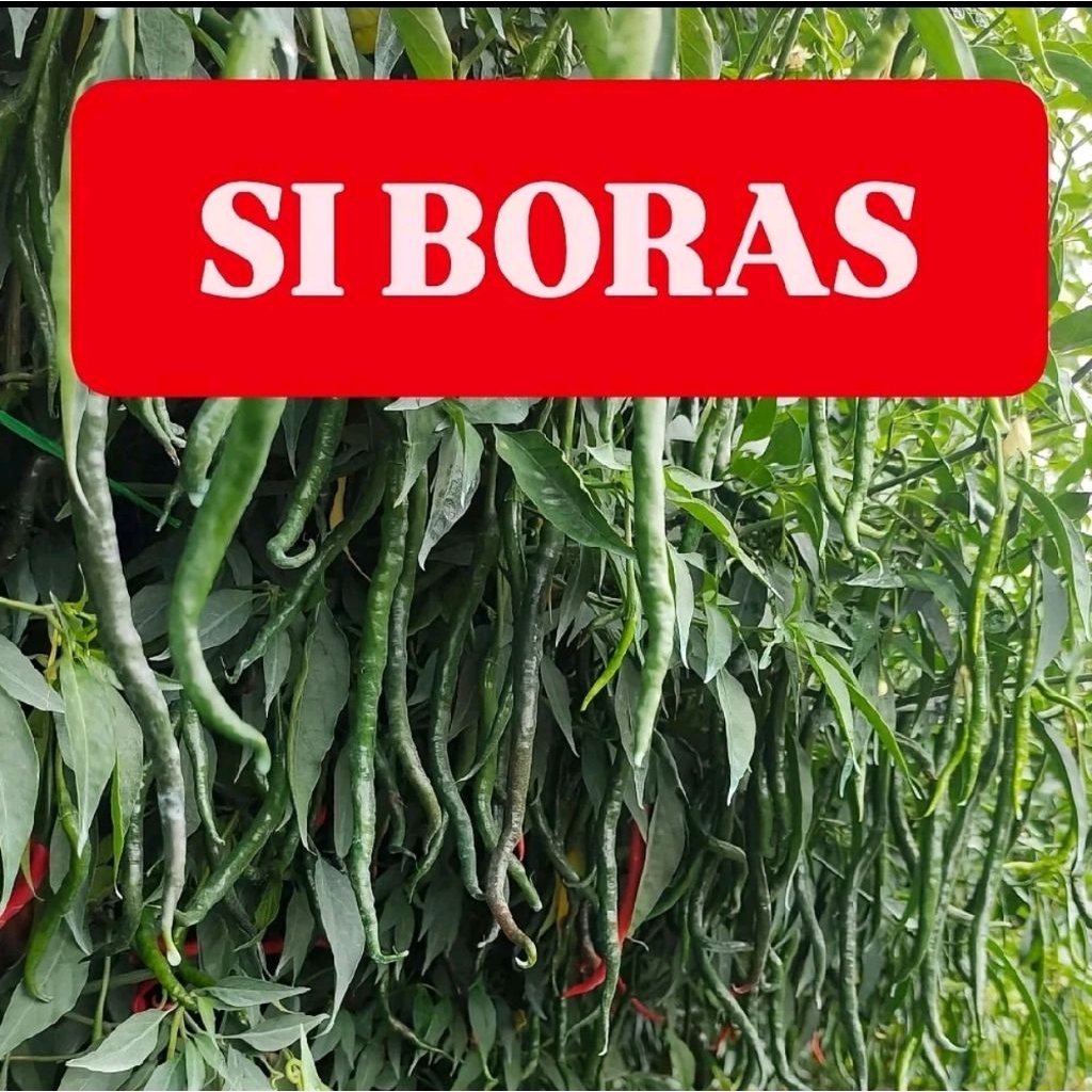 cmk lokal siboras 20 gram cod