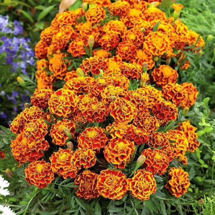 50 biji benih bunga telekan / tahi ayam / tai ayam cantik