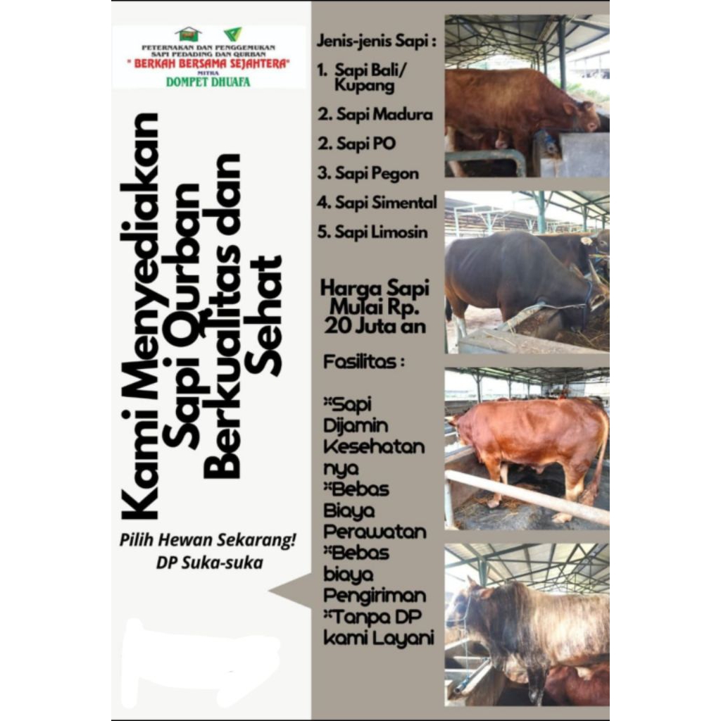 Sapi Qurban