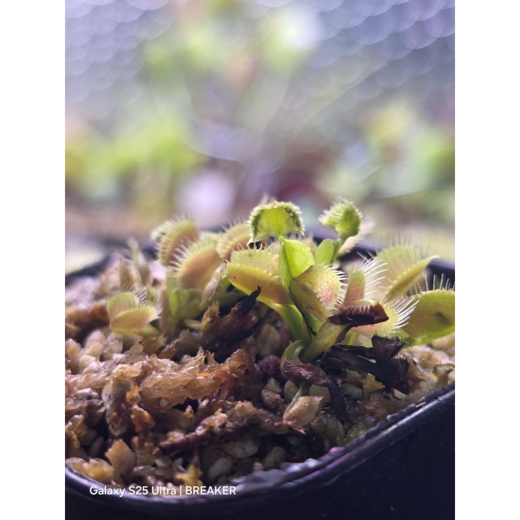 VFT GJ Supernova (Kolektor Item)