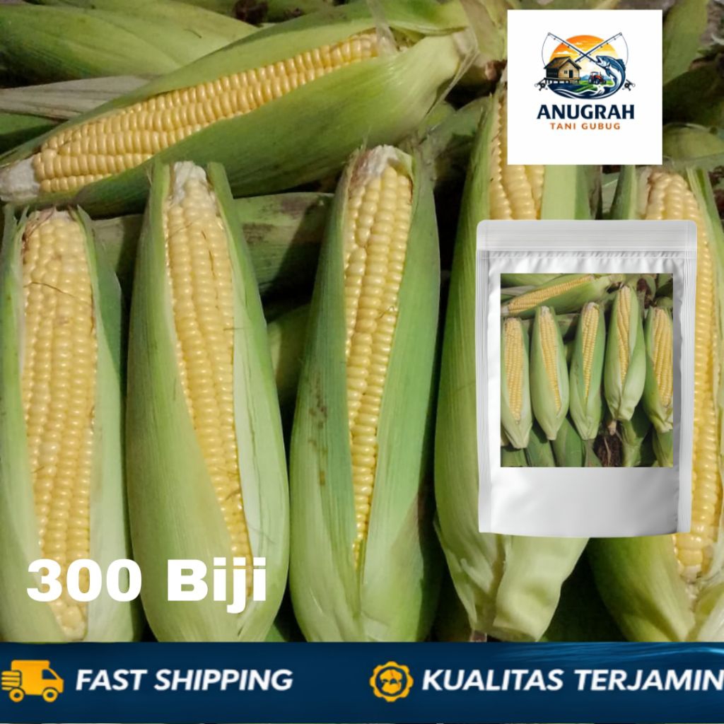 ( COD )Terlaris 300 Biji Bibit Jagung Manis Madu Super Jumbo