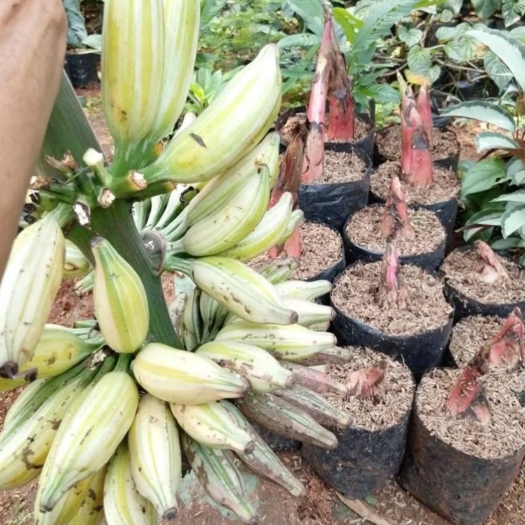 Tanaman Hias Pisang Variegata - Pisang Florida - Pisvar