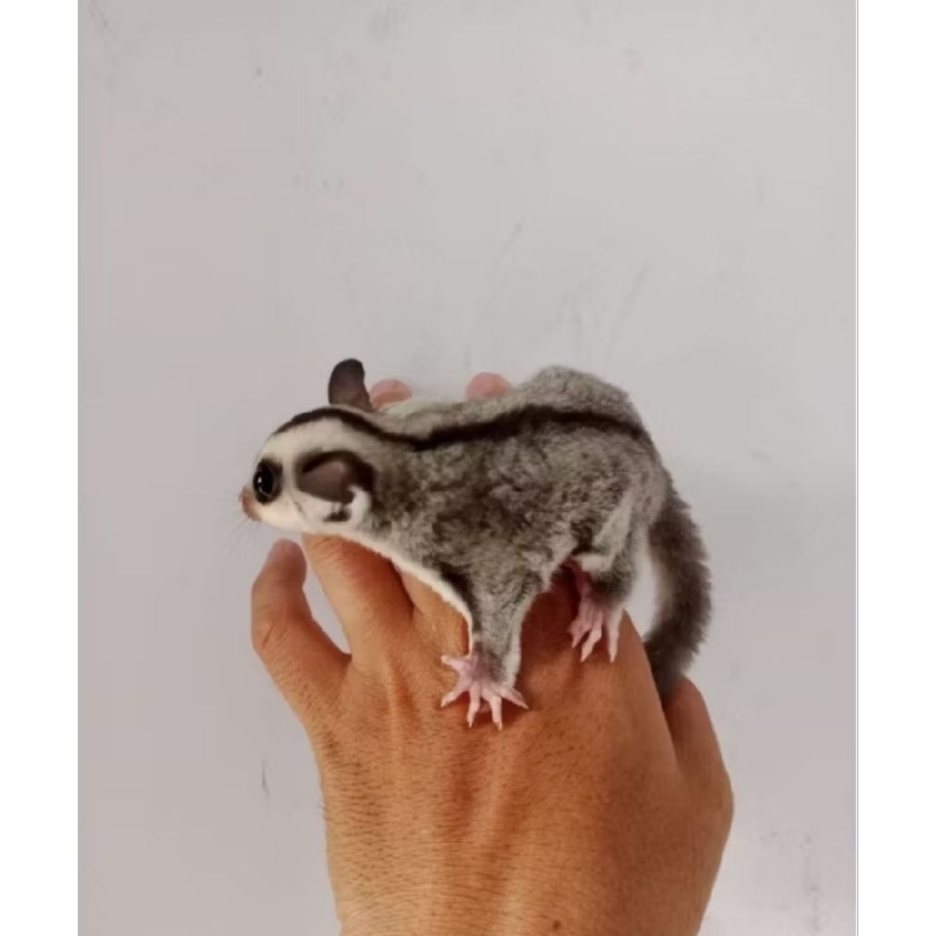 joey,/sugar/glider/grey