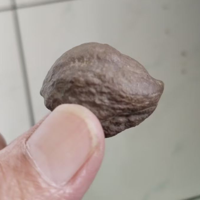 Kemiri Adu Muncang Adu Jayanti Sapi Silang MD Urgen