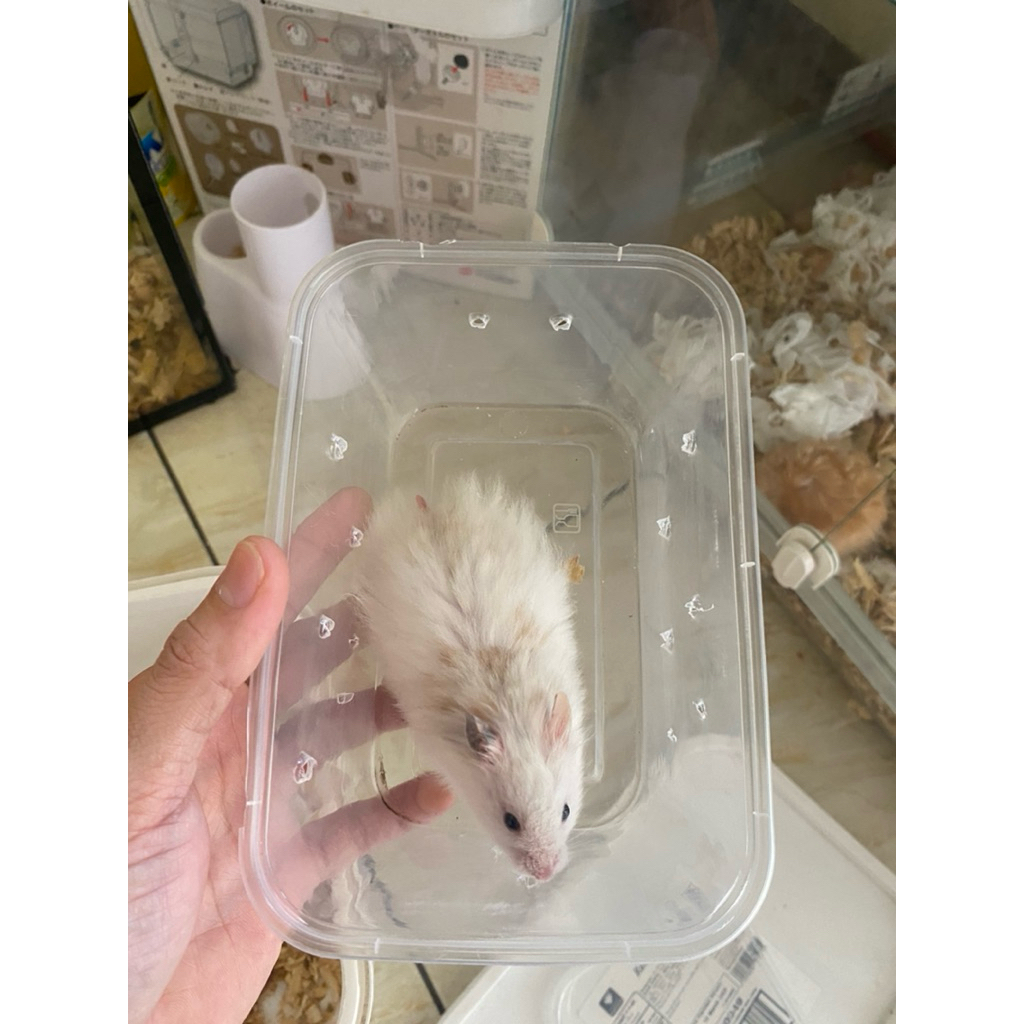 hamster syrian fujiyama dove longhair