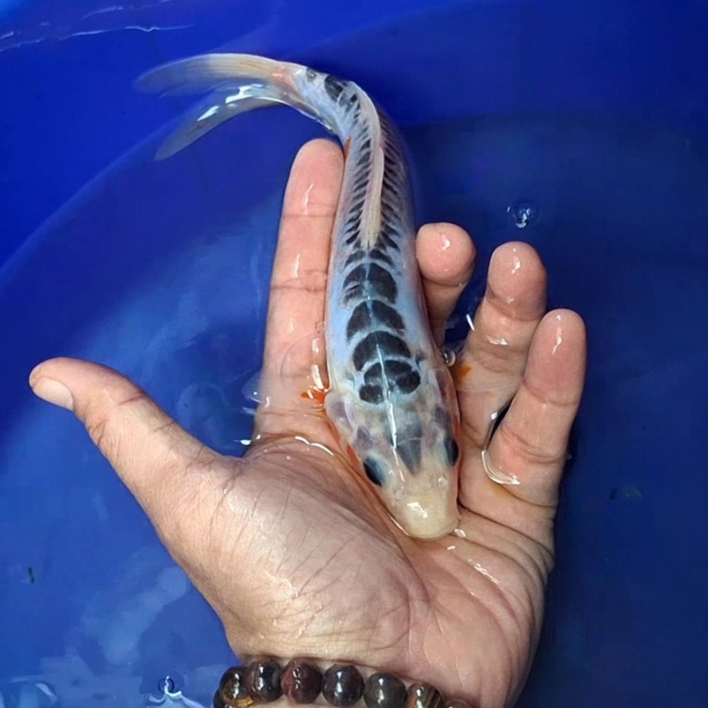 Ikan Koi Blitar Jenis Shusui / Rumah Koi Jakarta / kode 0024