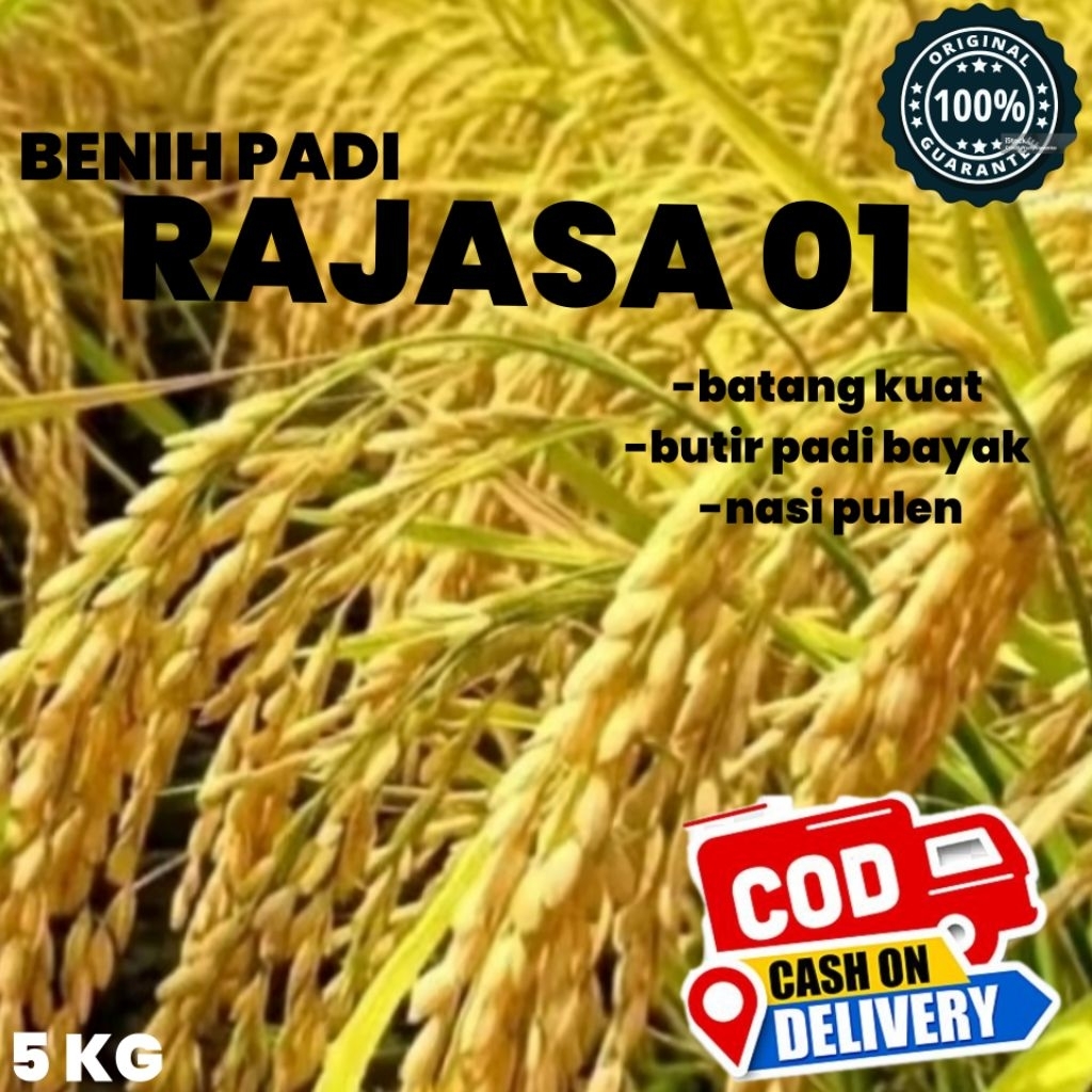 bibit/benih padi RAJASA 01 ORIGIAL padi kuning bersih kemasan 5 kg