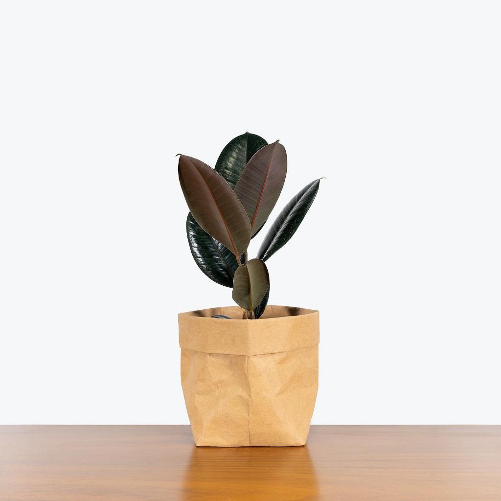 Tanaman hias hidup Ficus elastica burgundy / karet kebo