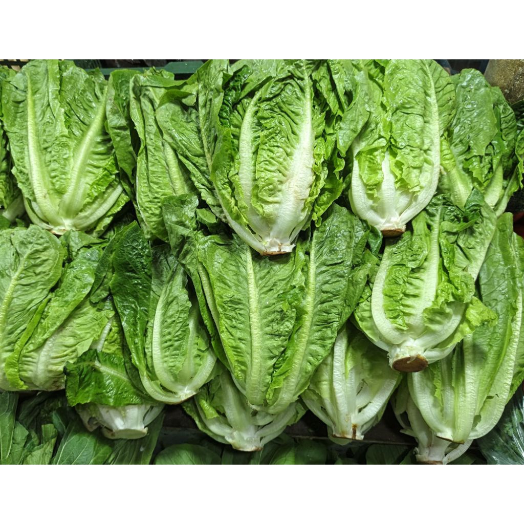 Lettuce Romaine / Selada Romaine segar - Kualitas terjamin.