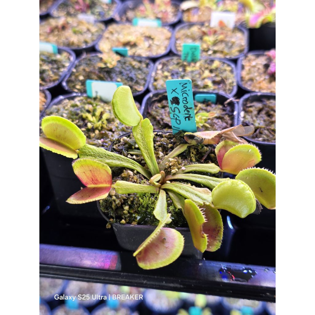 VFT Venus Flytrap Microdent x SCP II