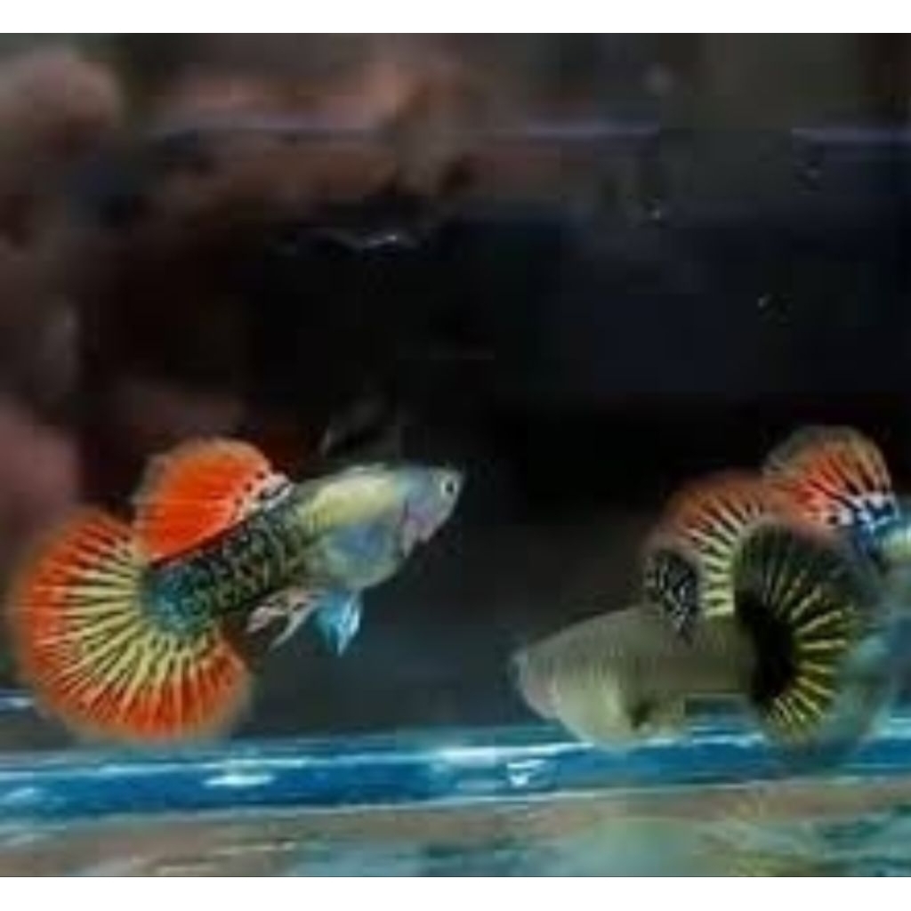 Hiasan Aquarium Guppy Platinum Red Dragon Hm grade A