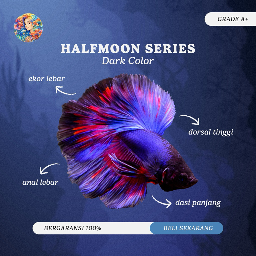 Cupang Halfmoon Blue Red Mascot Rosetail Size Jumbo TOP GRADE