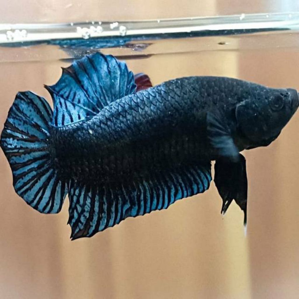 ikan cupang bagan aduan murah