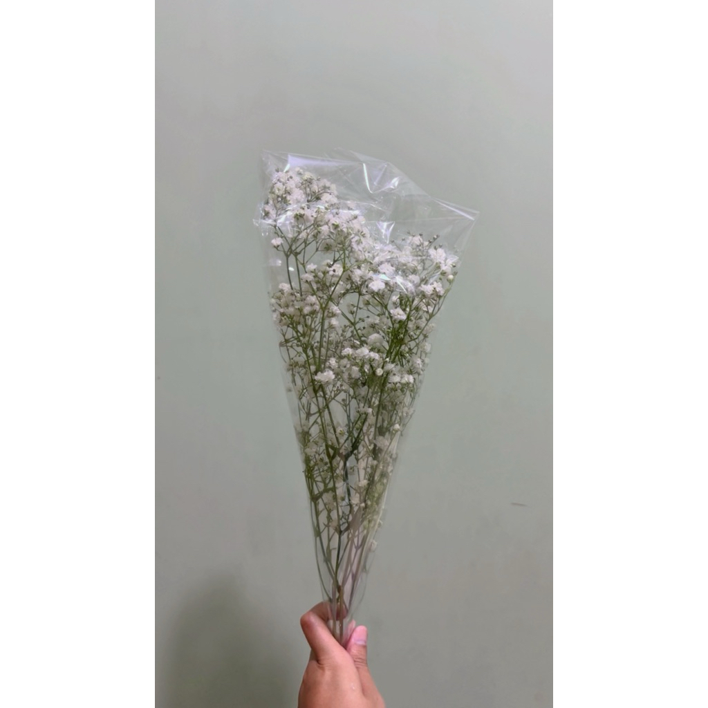 Bunga Baby Breath Fresh