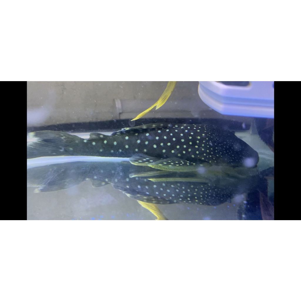 PLECO L128 BLUE PHANTOM 12-14CM