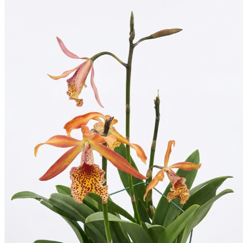 [ DEWASA ] Myrmecatavola Frances Fox - Anggrek Unik dengan Tangkai Bunga Ajaib