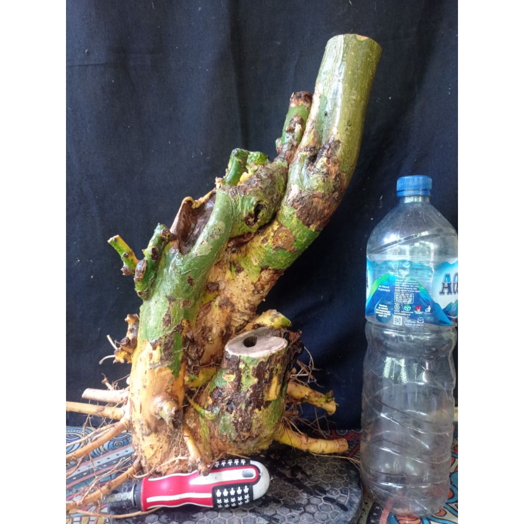 Bahan bonsai serut karakter istimewa besar