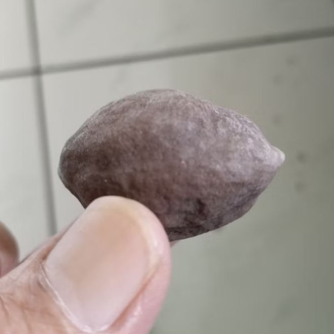 Kemiri Adu Muncang Adu Nyonyo ZT Ori Tua Jatuhan