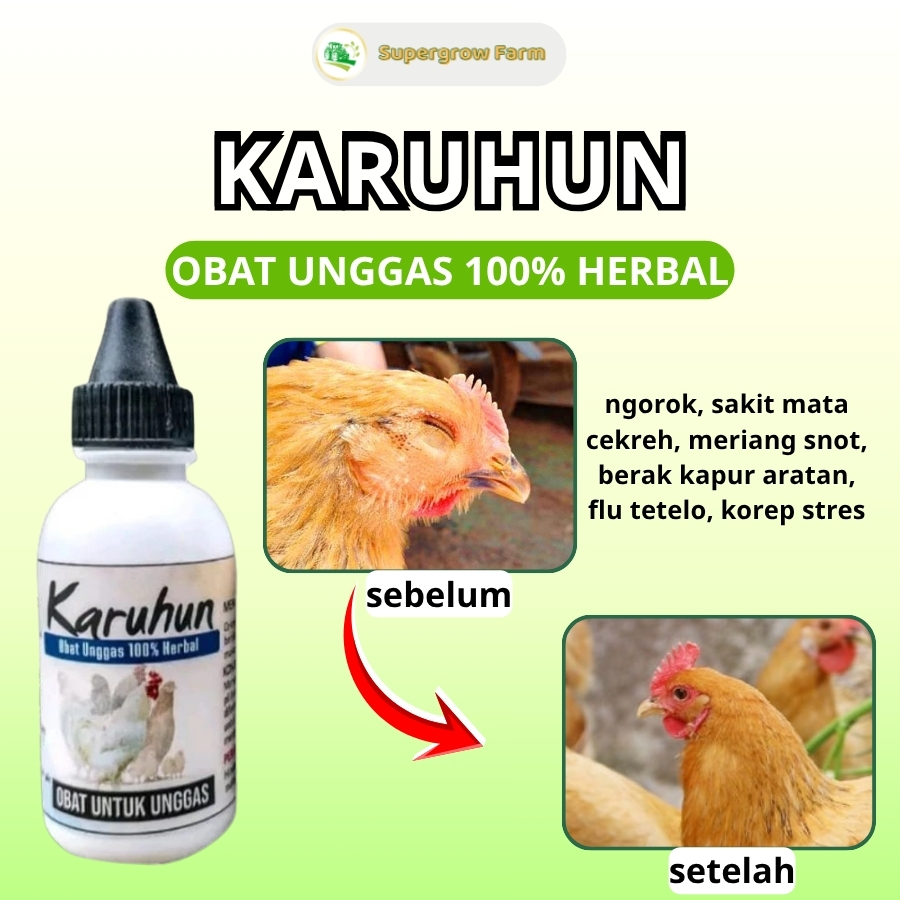 Obat Herbal Karuhun untuk membantu mengatasi berbagai penyakit pernapasan pada ayam seperti ngorok, 