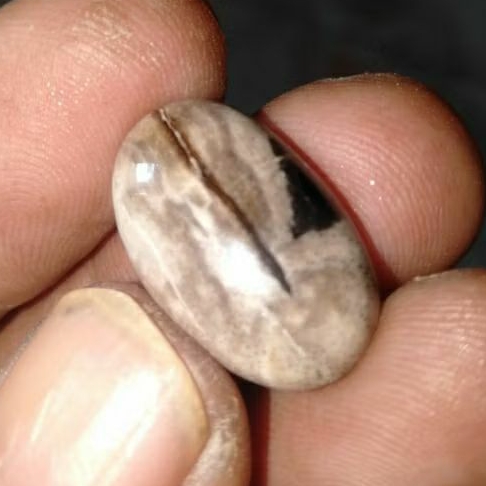 Batu Sodo Lanang Fosill Kelor Membatu Asli Semeru Lumajang