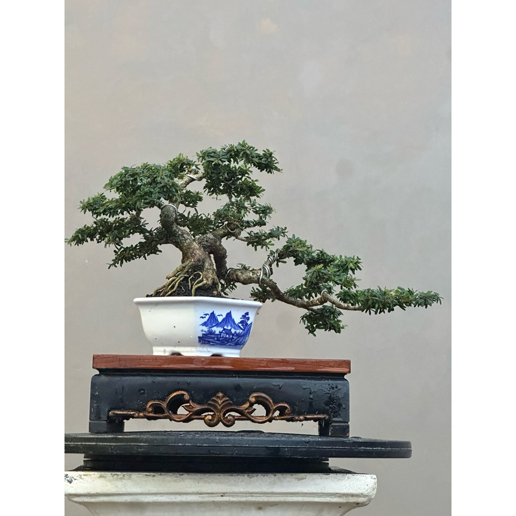 Bonsai saeng simbur vietnam super micro