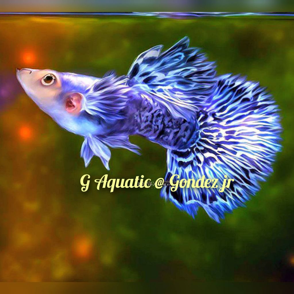 ikan guppy blue dragon