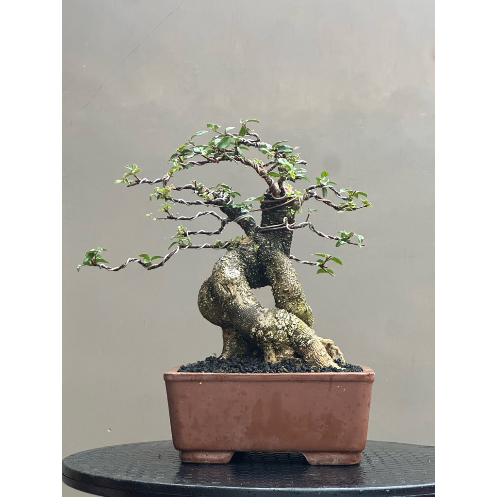 Bonsai sakura micro bogel batang besar,siap pajang