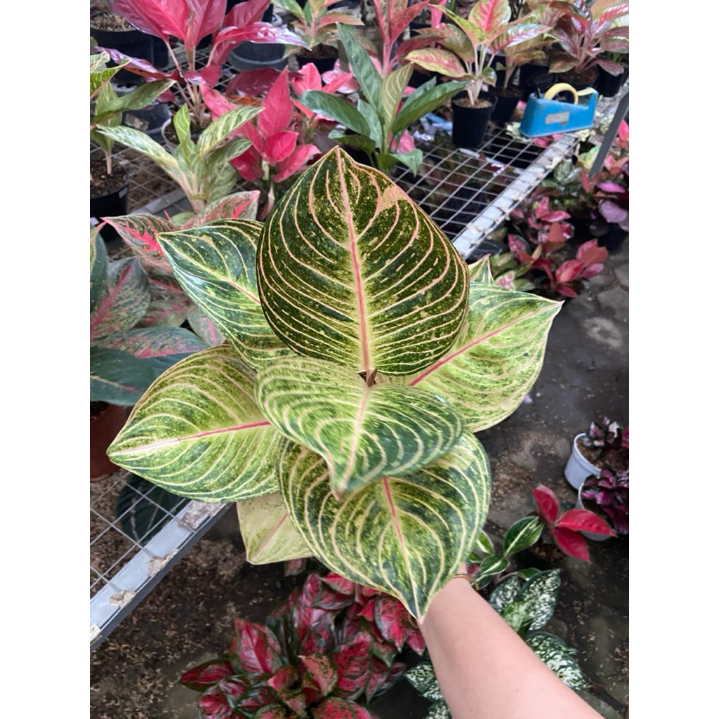 AGLAONEMA ESMERALDA JUMBO