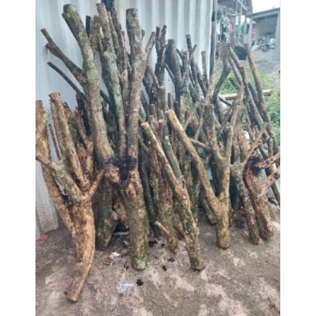 Bongol kopi  untuk media tanam anggrek 150cm+tatakan kayu bulat