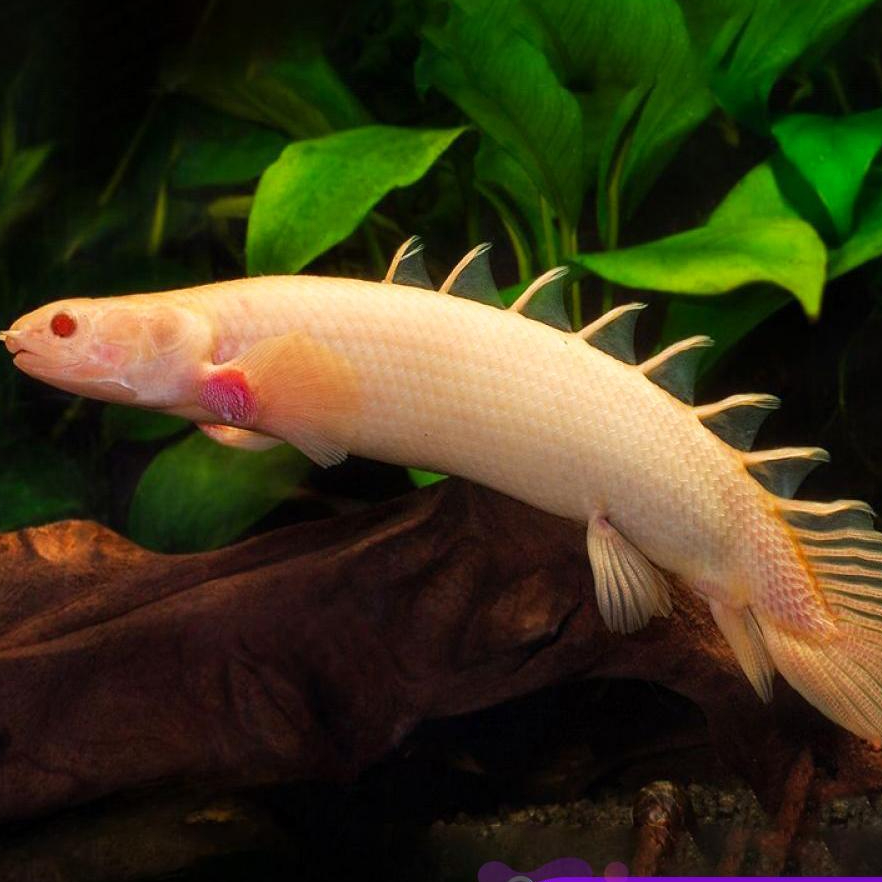 Albino Palmas - Naga Air Tawar / Ikan Predator / Size 17cm
