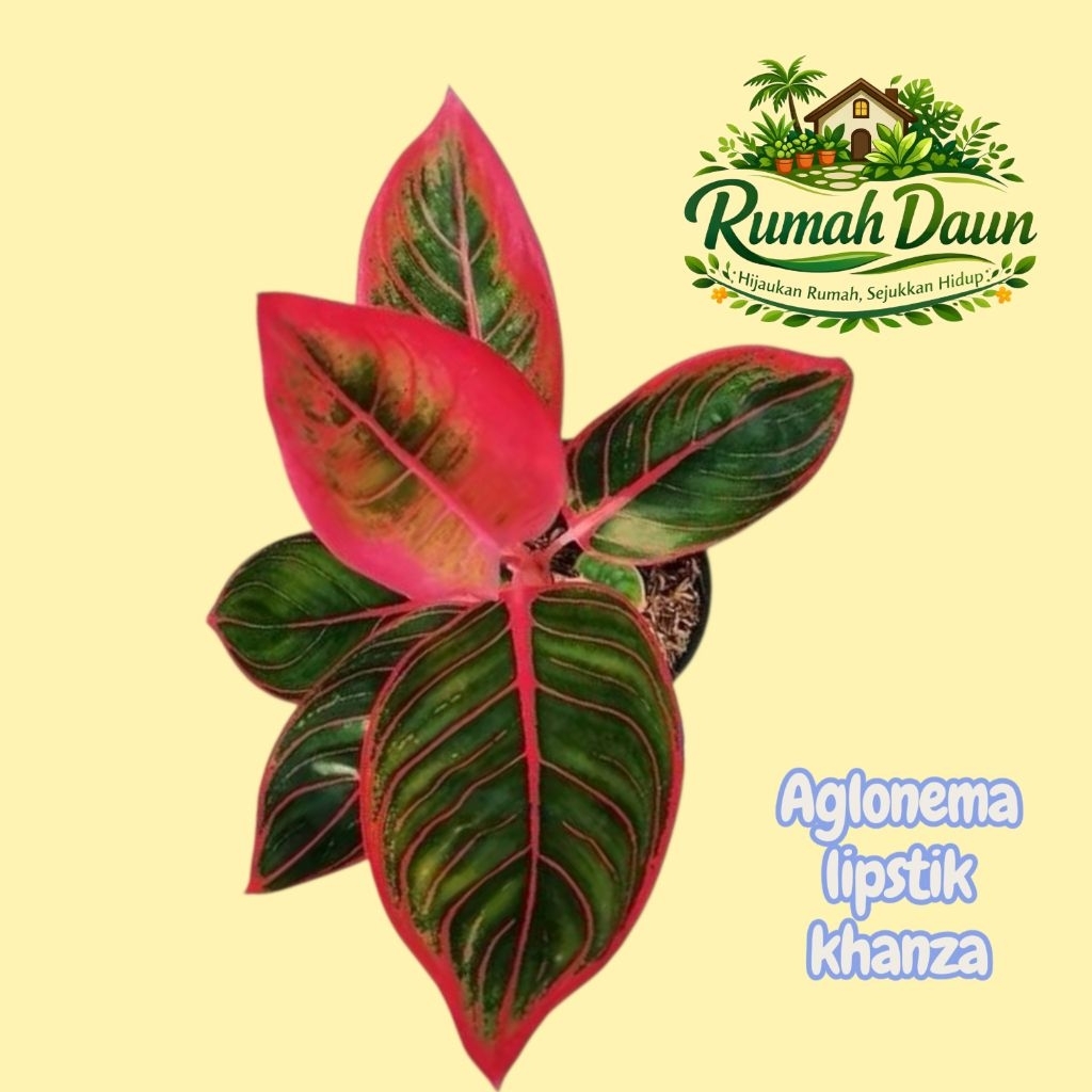 tanaman hias aglonema lipstik khanza - aglonema lipstik khanza