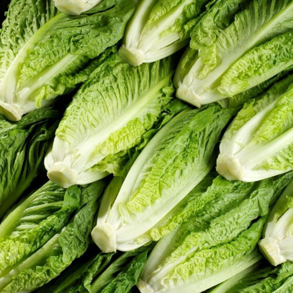 romaine lettuce sayuran segar