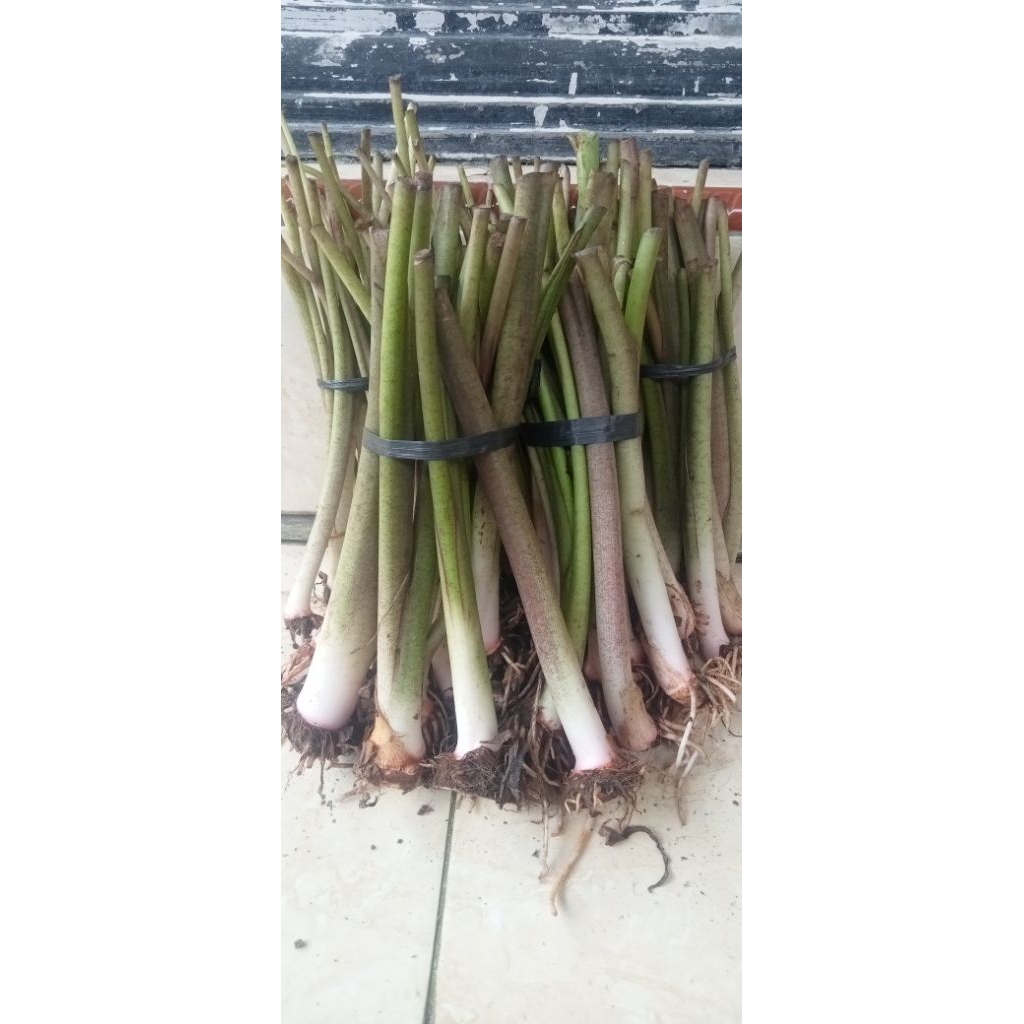 Bibit Talas Bogor 1 ikat isi 10 bibit harga 15.000