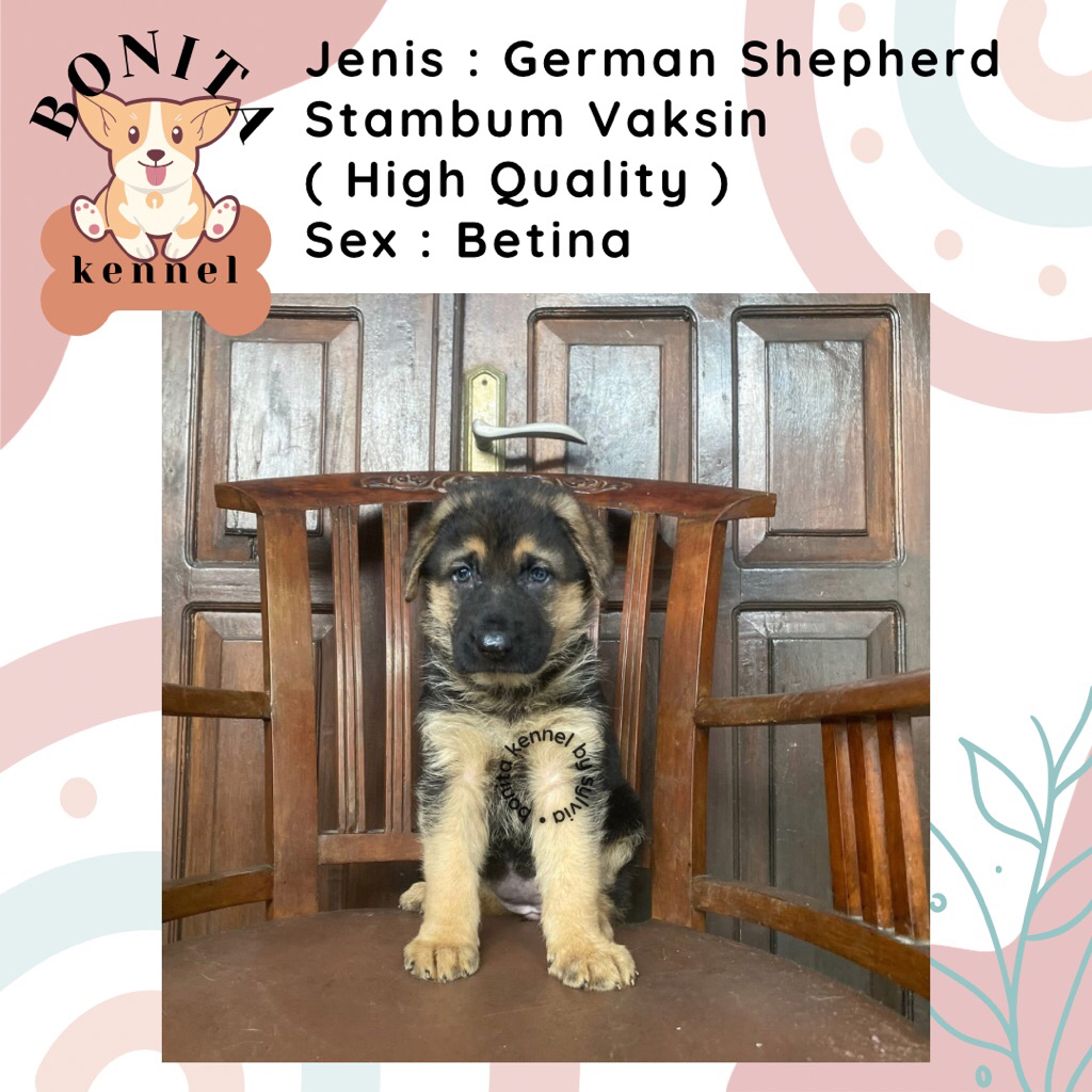 Long Hair German Shepherd Stambum Anak Anjing Herder Jantan Betina
