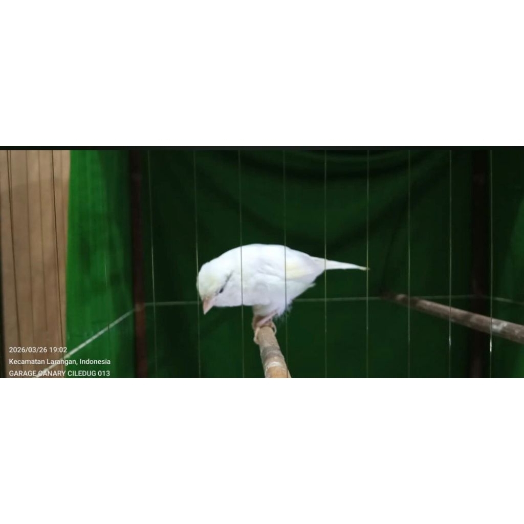 Burung Kenari Paud Jantan Riwikan AF Big Size PUTIH flek hitam