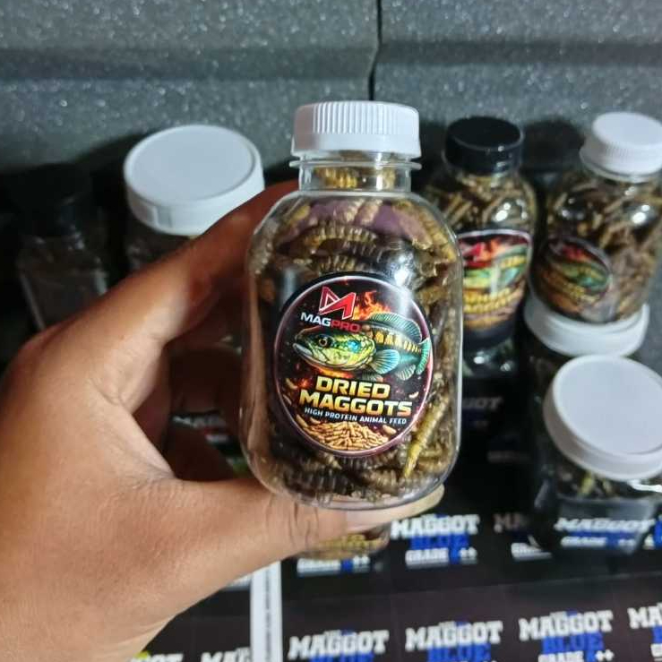Maggot Kering Premium Pakan Channa – Boost Warna Ys, Maru, Auranti, Pulchra, Stewarti, Andrao, Limba