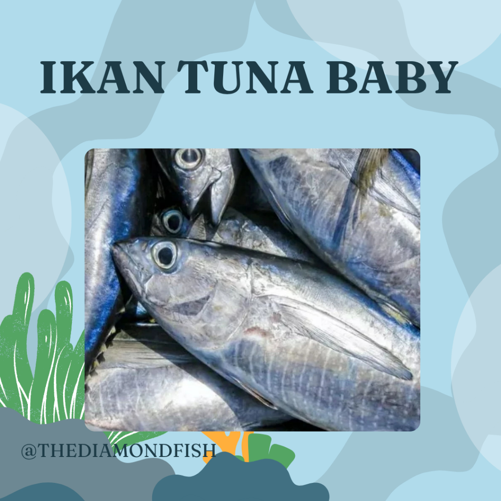 Ikan Baby Tuna Segar 1 Kg Ikan Baby Tuna