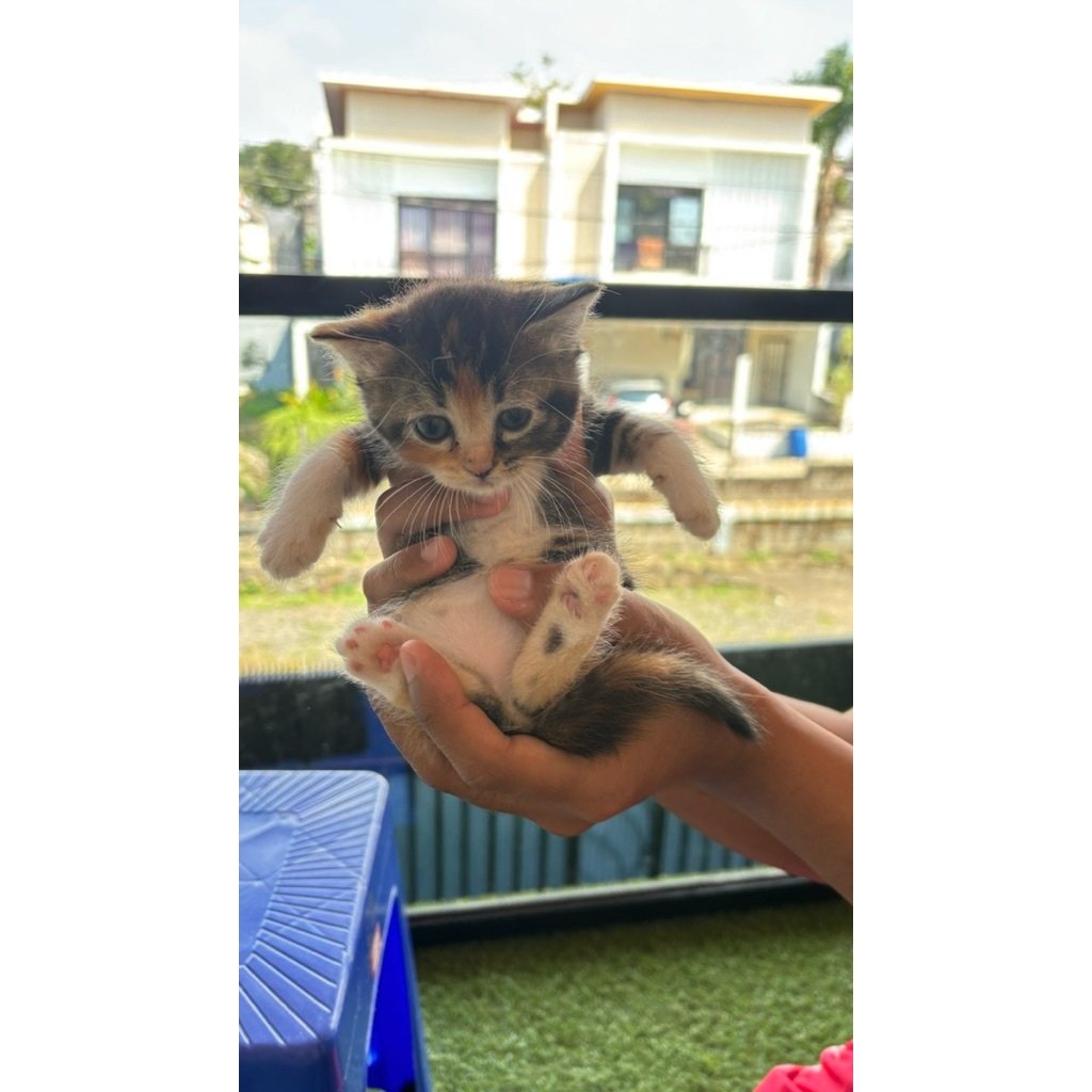 Open Adopsi Kitten Persia Betina