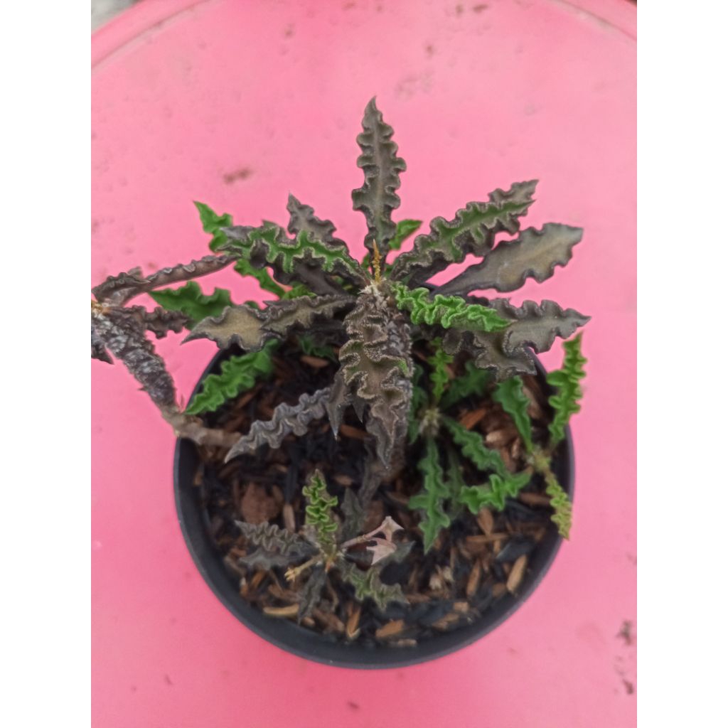 Euphorbia decaryi