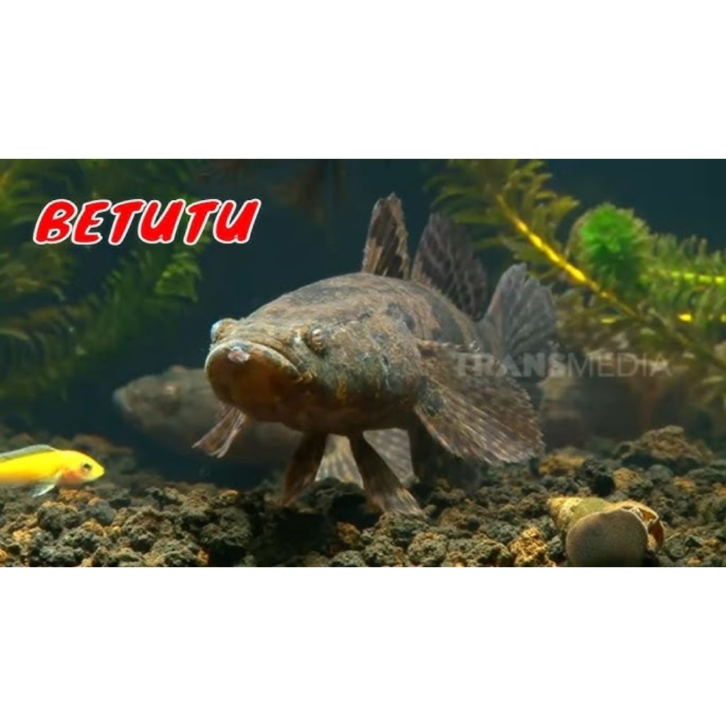 ikan betutu hidup atau gabus malas