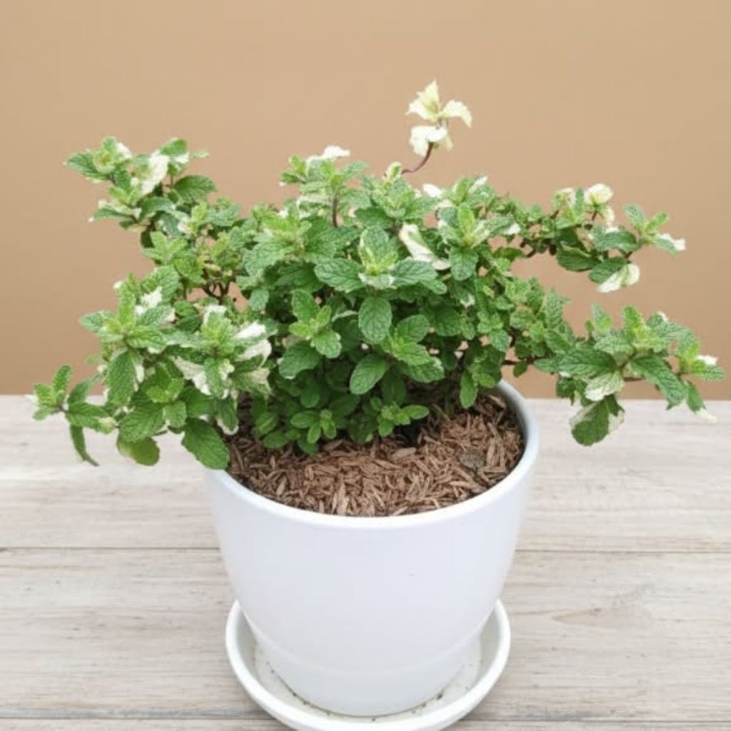 tanaman pineapple mint variegata / daun mint rasa nanas